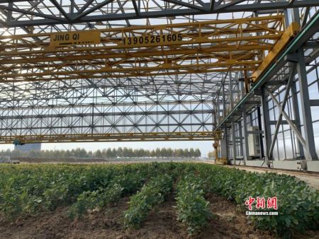 南京农高区里的作物表型仓。 中新网 彭婧如 摄