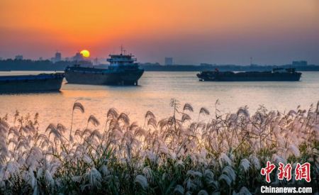 泰州打造“春江花月夜”湿地公园，加快岸线生态修复。高港区供图