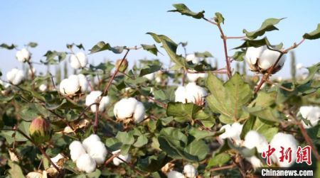 　　新疆棉花资料图。热孜万古 摄