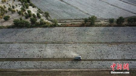 　　新疆生产建设兵团第二师31团9连农户在机采新棉。确·胡热 摄