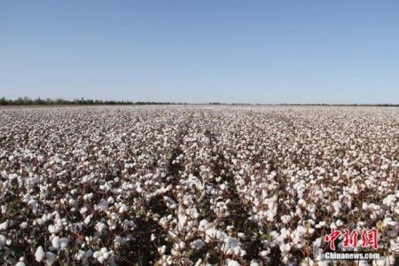 资料图:新疆雪白的棉朵一片连成一片。袁晶 摄 资料图:新疆雪白的棉朵一片连成一片。袁晶 摄