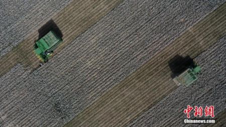 大型采棉机正在采收棉花。确·胡热 摄 大型采棉机正在采收棉花。确·胡热 摄