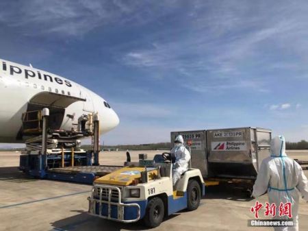 　　当地时间3月29日上午，菲律宾航空公司PR361航班，正在北京装载全菲民众高度关注的菲律宾政府向中国采购的首批科兴疫苗。当天下午4时，这批疫苗运抵马尼拉维拉莫尔军用基地。 中新社发 菲律宾航空公司供图