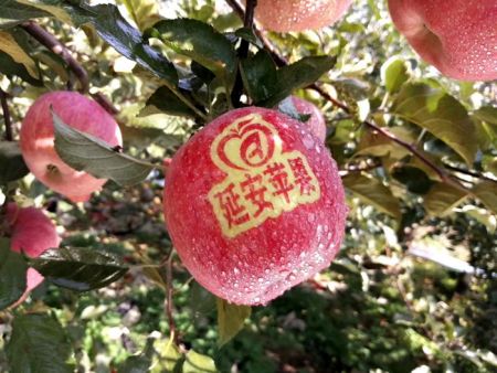 延安苹果。 来源：柳林镇果技站供图。
