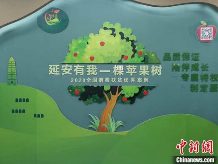 　　“延安有我一棵(亩)苹果树”。中新网任思雨 摄。